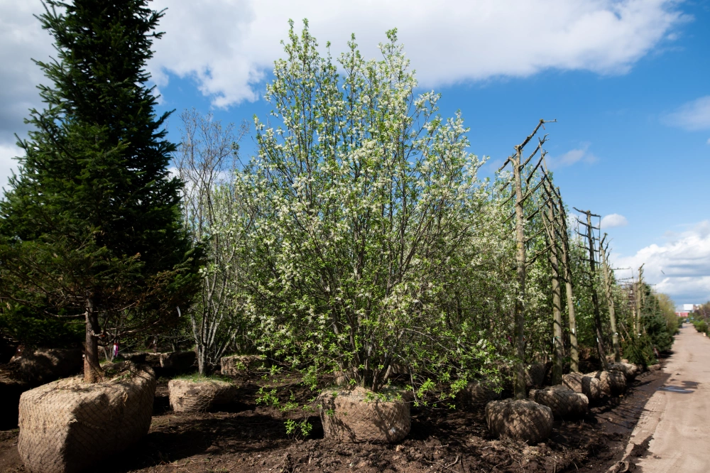 Черемуха обыкновенная, mst H500-600