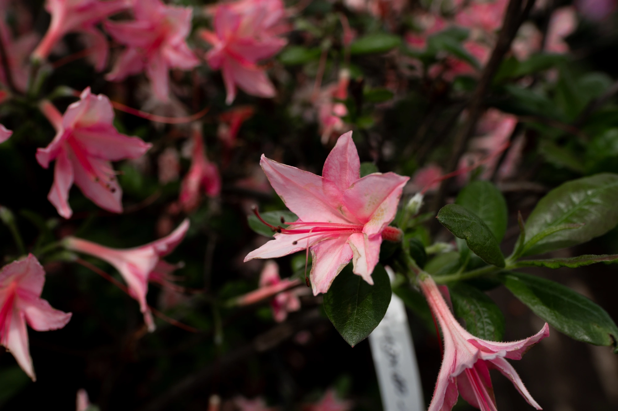 Азалия гибридная 'Jolie Madame' (розовая), H125-150