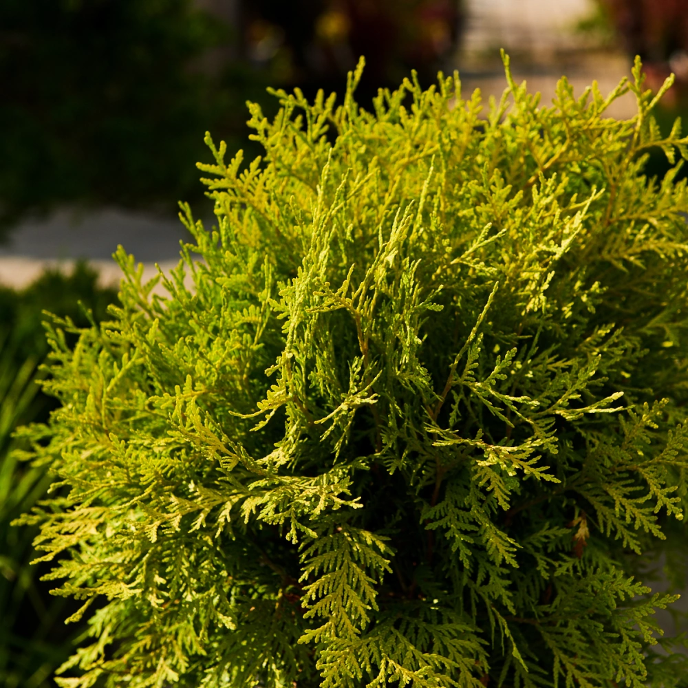 Туя западная 'Danica Aurea', H40-60