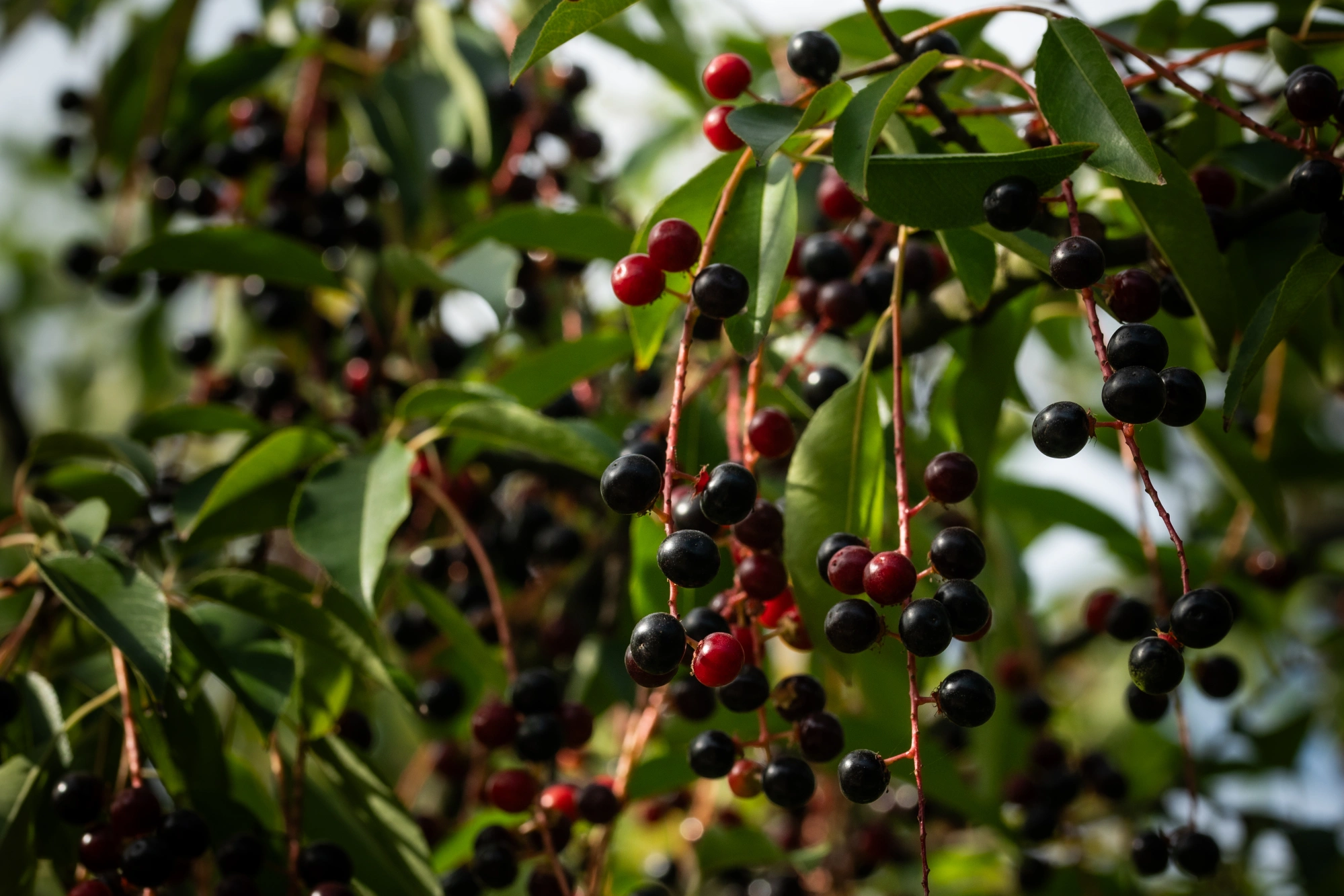 Черемуха поздняя, H300-400