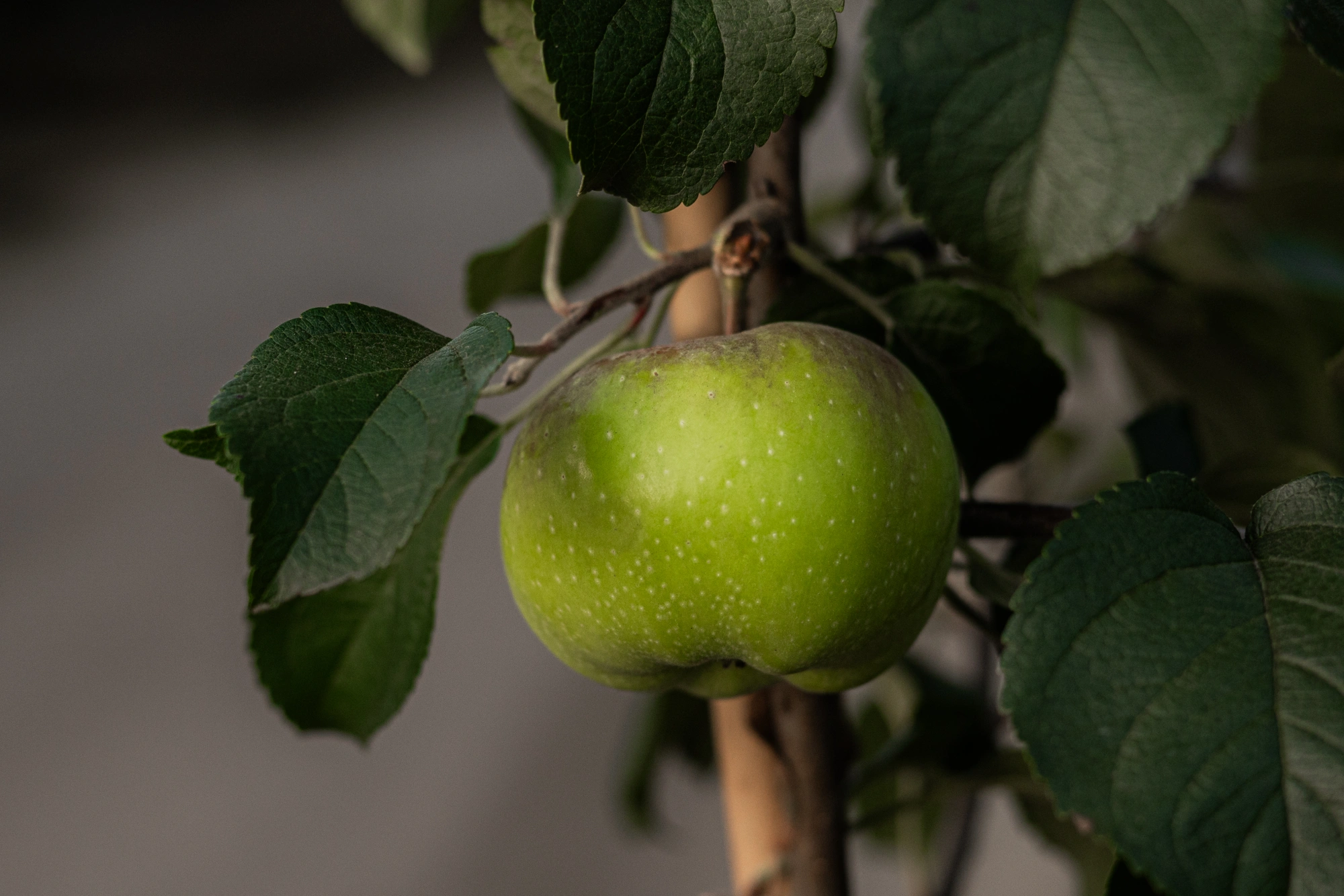 Яблоня домашняя 'Богатырь' (З зеленое с румянцем), 3 года