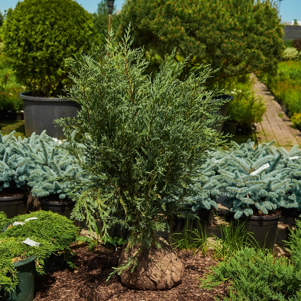 Можжевельник скальный 'Moonglow', H80-100