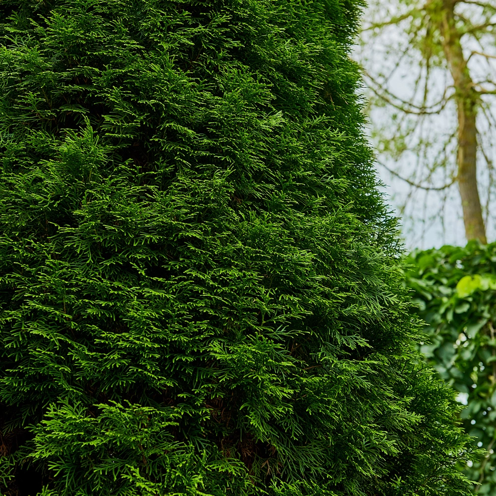 Туя западная 'Smaragd' (форма тосканская), H450-500