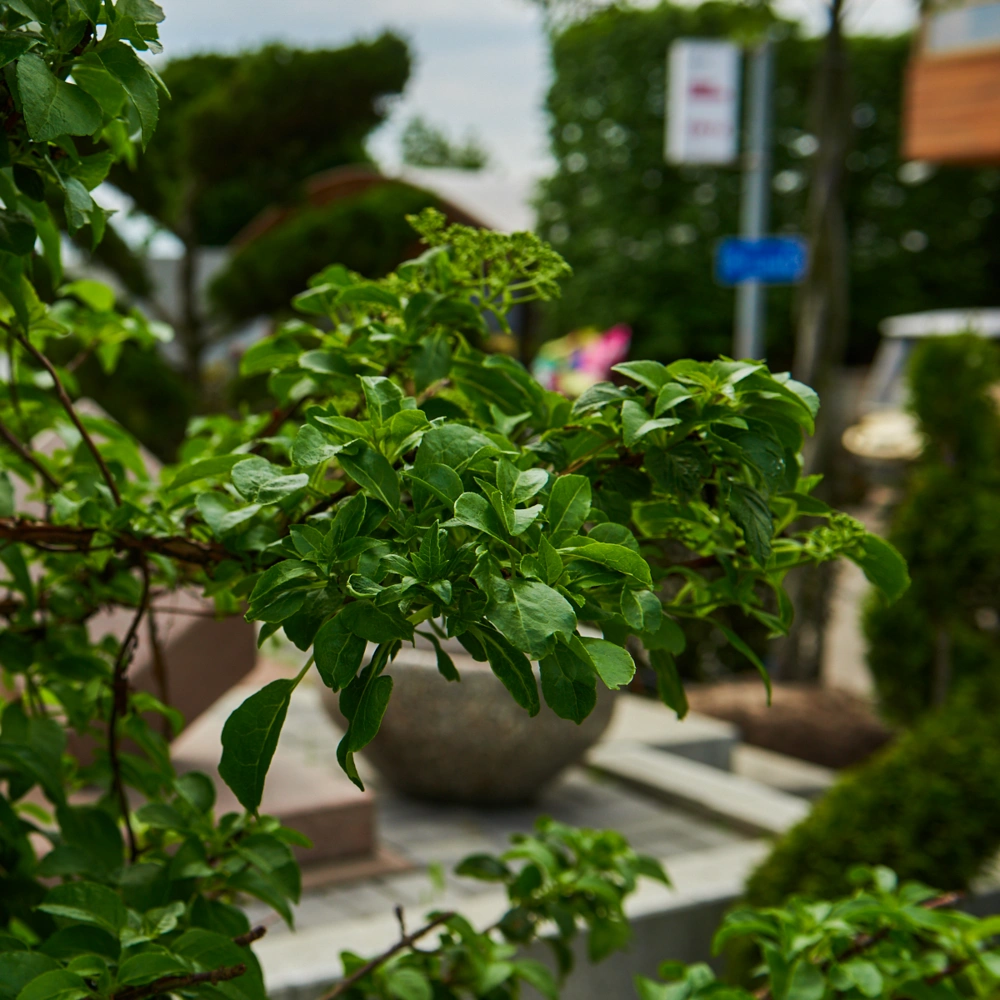 Гортензия черешковая, H150-175