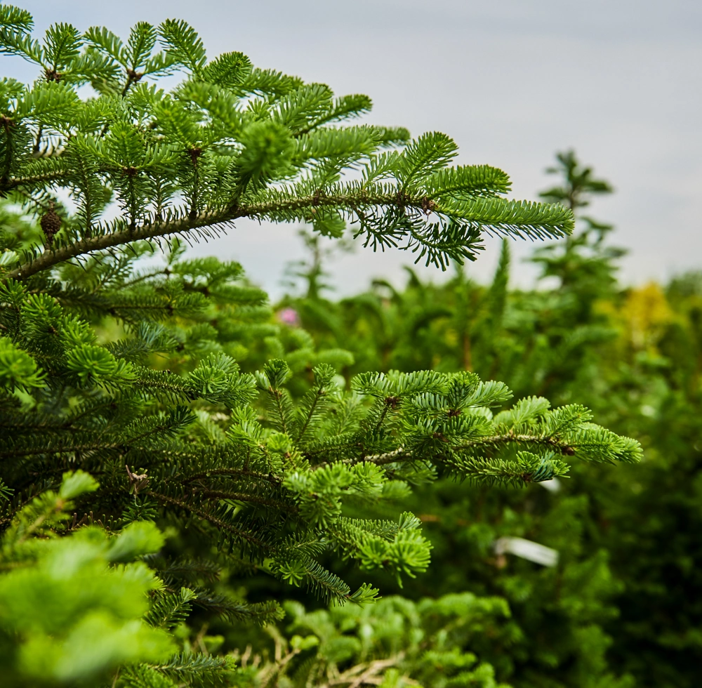 Пихта корейская 'Samling', H175-200