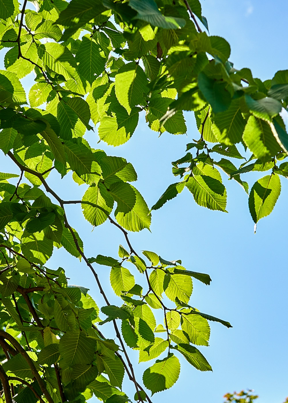 Вяз шершавый 'Pendula', stu 30-35