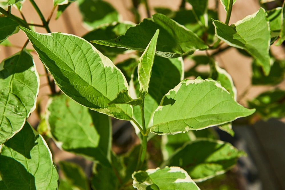 Дерен белый 'Elegantissima', H125-150