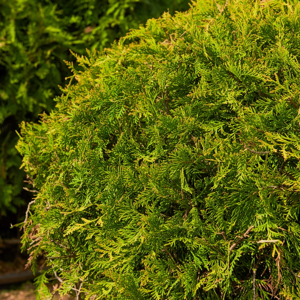 Туя западная 'Golden Globe', H100-125