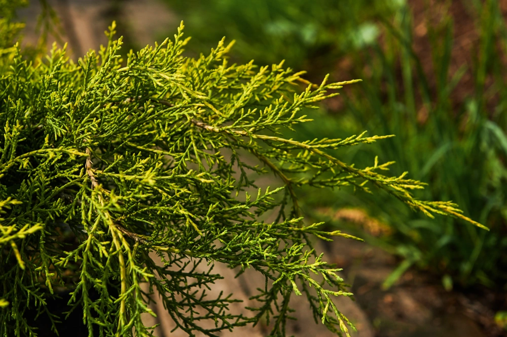 Можжевельник средний 'Pfitzeriana Aurea', H20-40