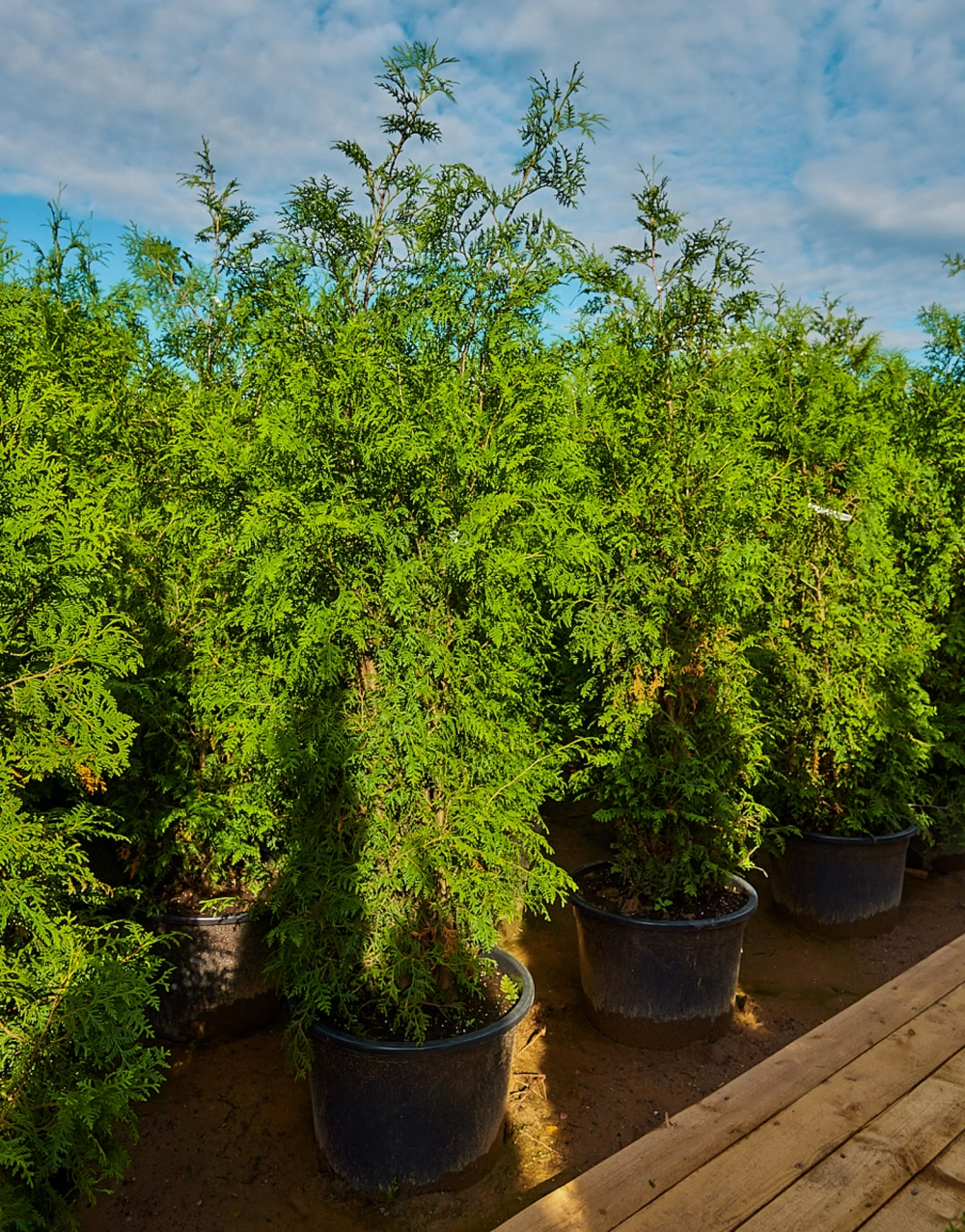 Туя западная 'Brabant', H150-175