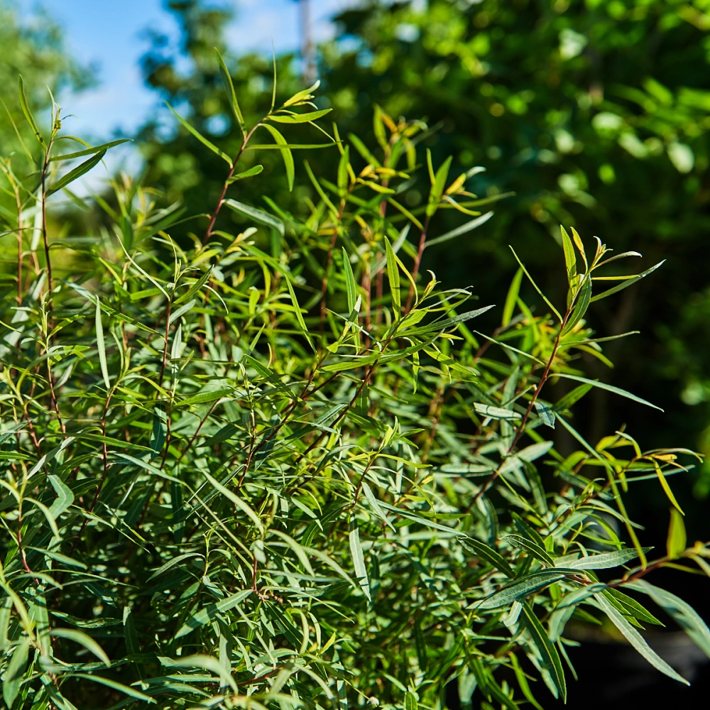 Ива пурпурная 'Nana', H40-60