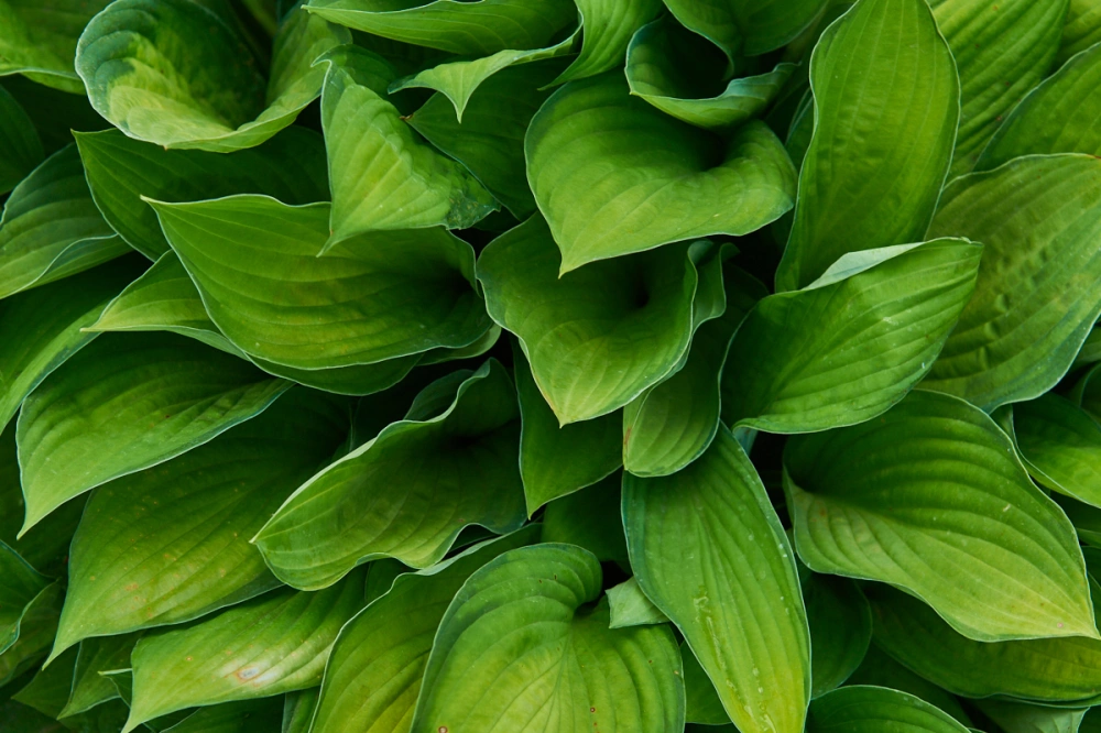 Хоста гибридная 'Albopicta' (среднерослая),