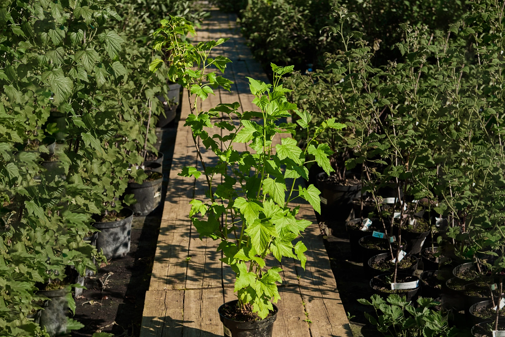 Смородина черная 'Селеченская-2' (ранний очень крупный), Н60-80