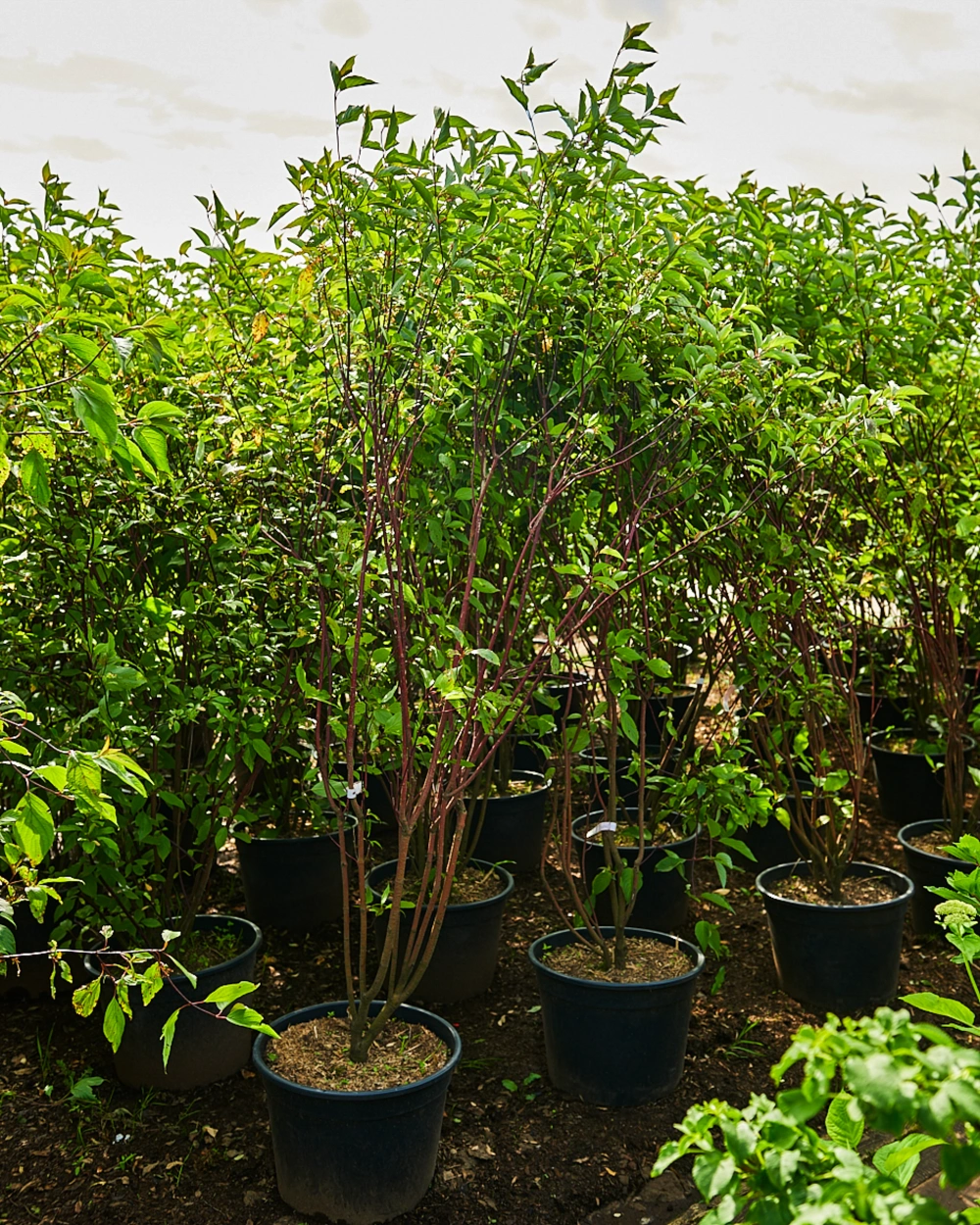 Дерен белый 'Kesselringii', H100-125