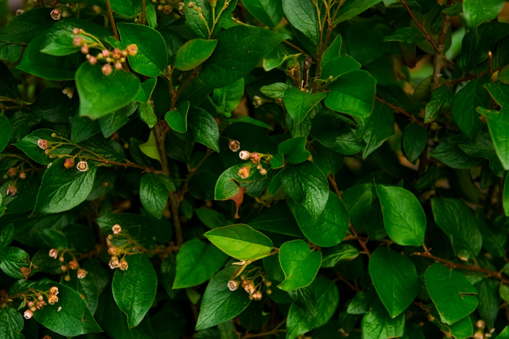 Кизильник блестящий (элемент живой изгороди), Н60x100x40