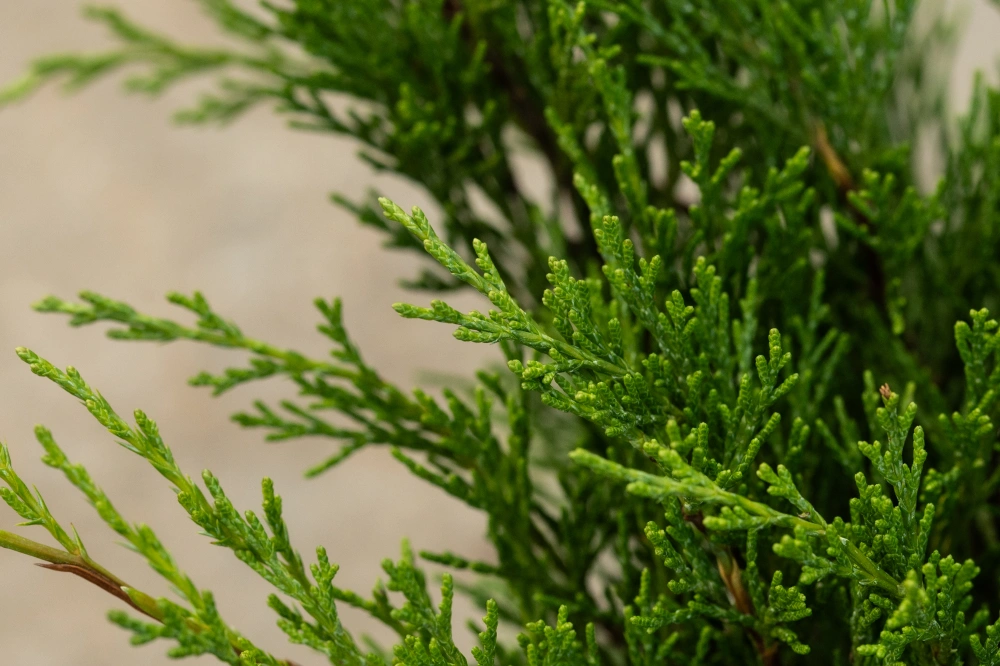 Можжевельник казацкий, H20-40