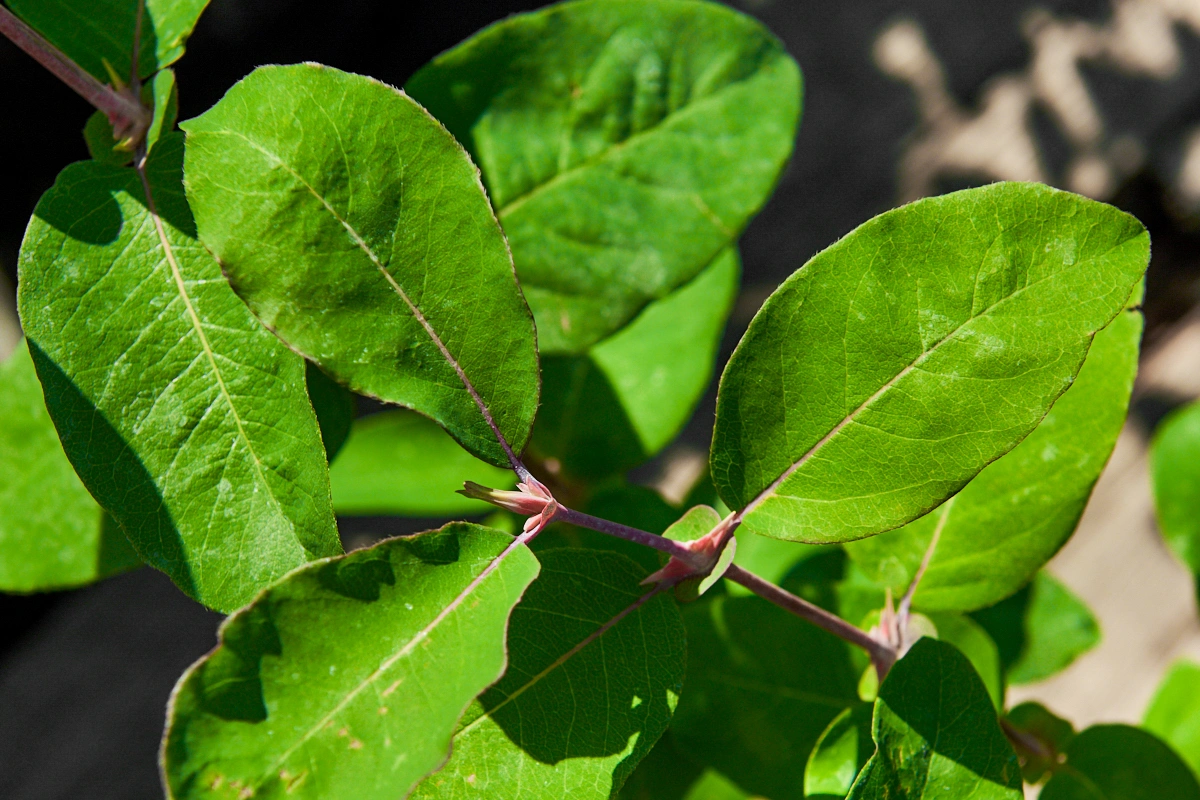 Жимолость съедобная 'Волхова' (средний сладкий с земляничным оттенком), H40-60