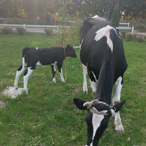 Аватар пользьзователя Татьяна Романова