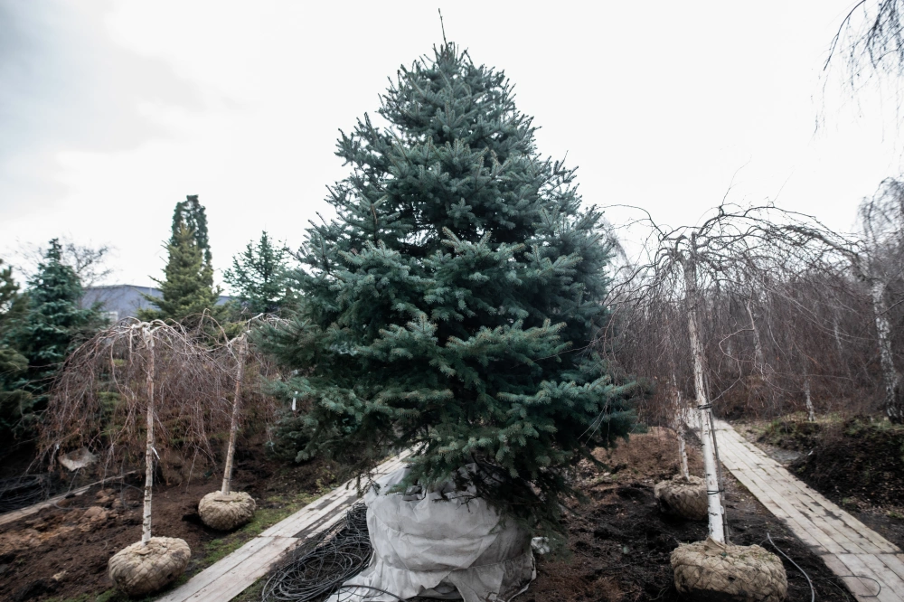 Ель колючая 'Glauca', H400-500