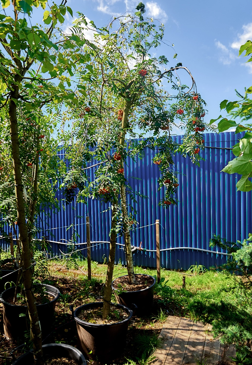 Рябина обыкновенная 'Pendula', stu 16-18