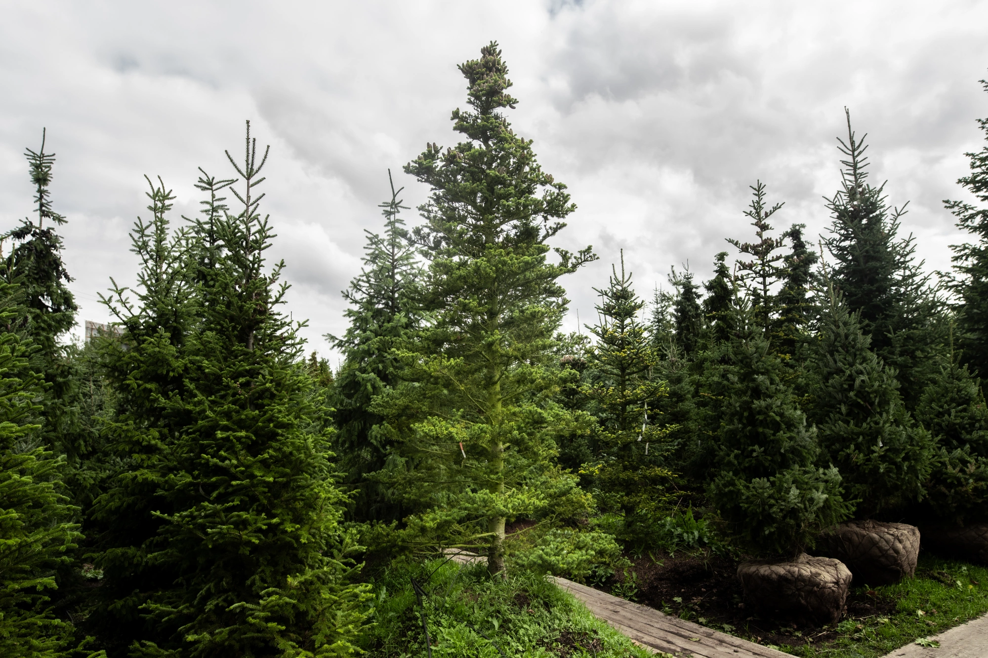 Пихта корейская 'Samling', H350-400