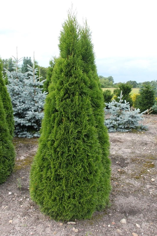 Туя западная 'Smaragd', H40-60