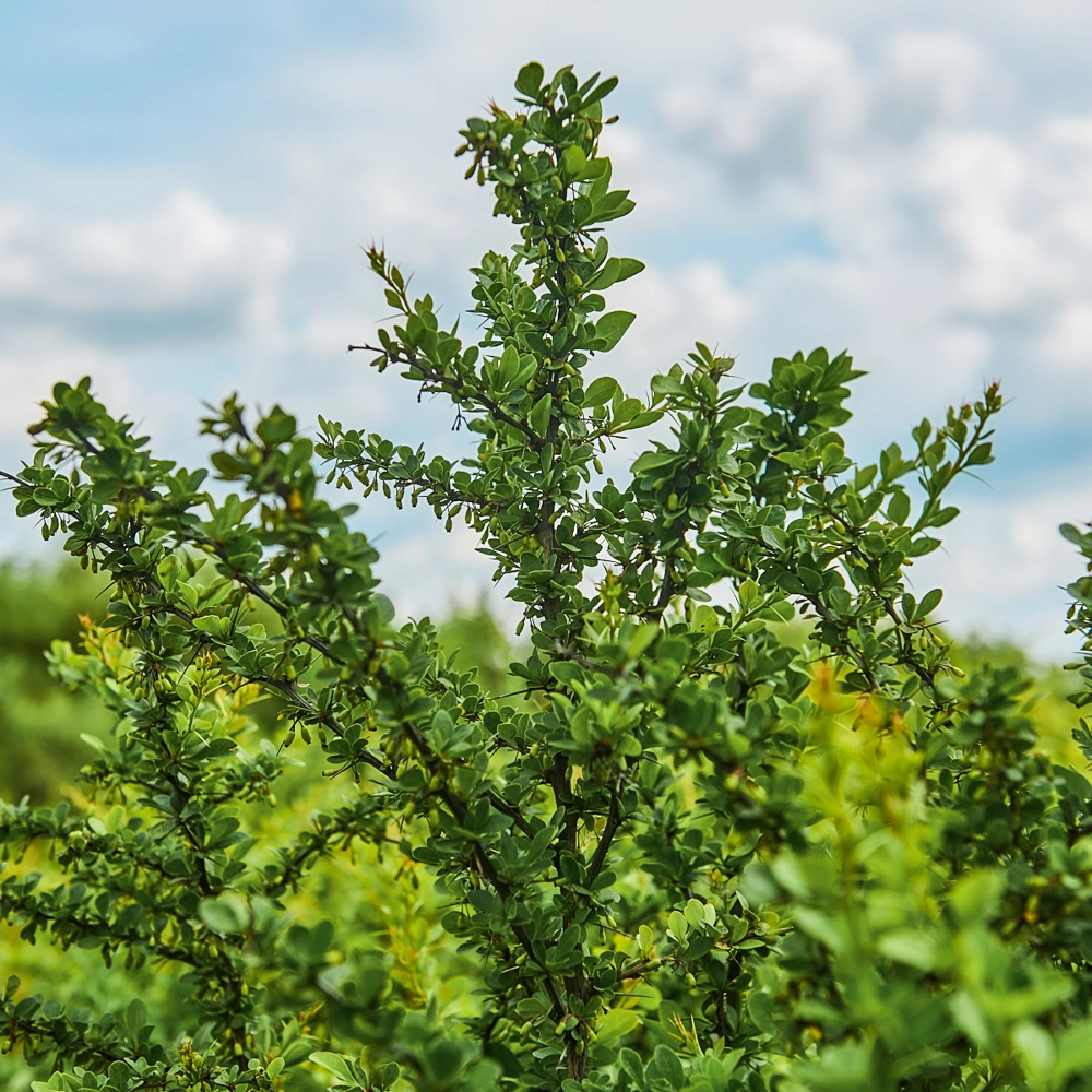 Барбарис тунберга, H80-100
