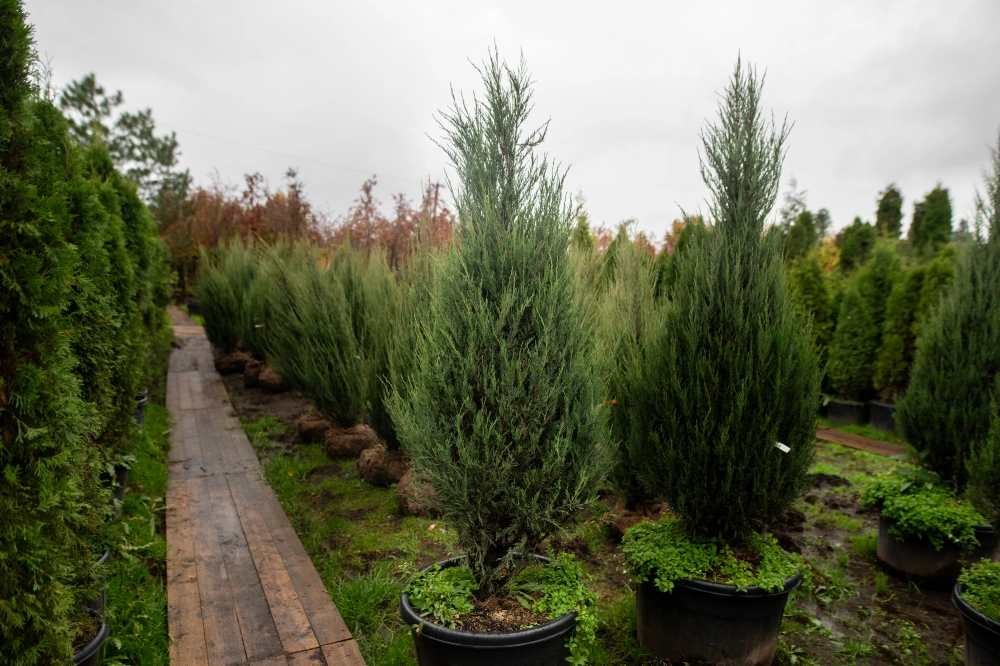 Можжевельник скальный 'Skyrocket', H200-225