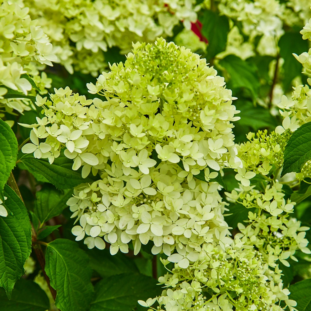 Гортензия метельчатая 'Phantom', H100-125