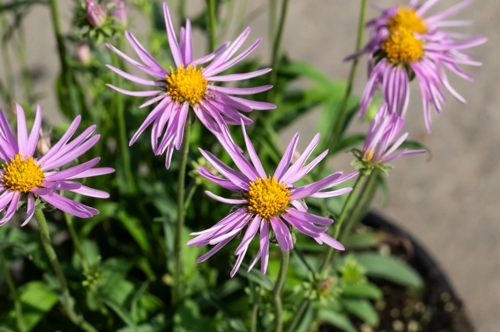 Астра альпийская 'Pink' (розовая),