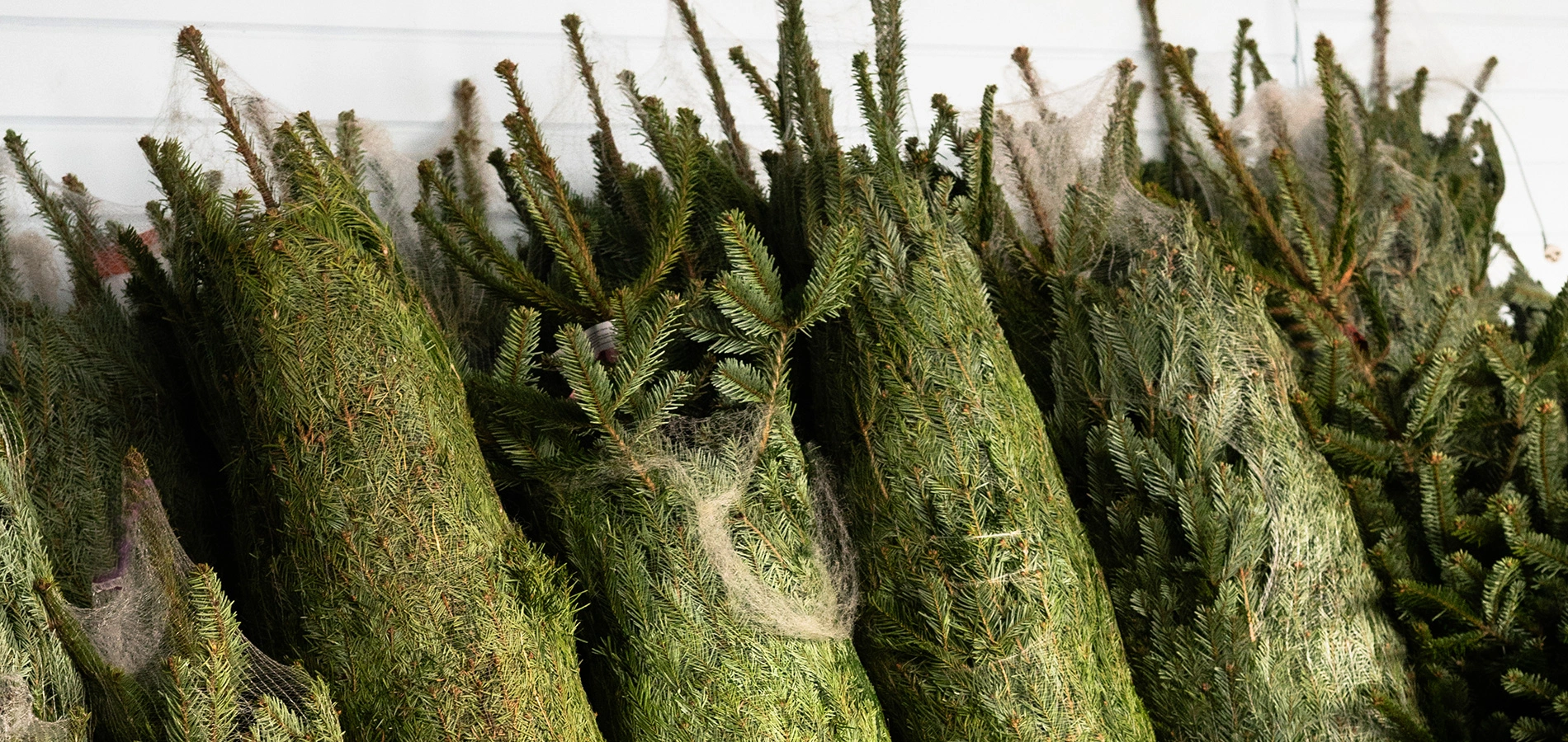 Ёлочный базар открыт!