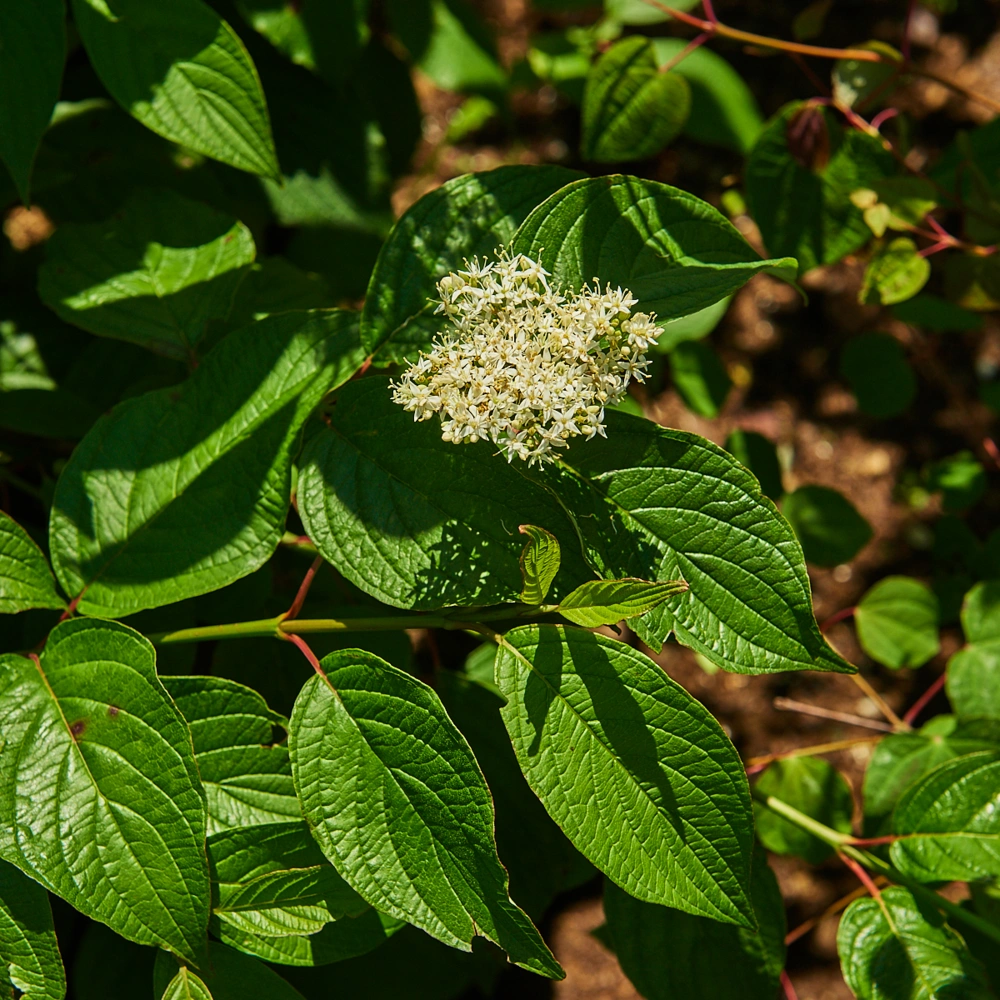 Дерен белый 'Siberian Pearls', H80-100