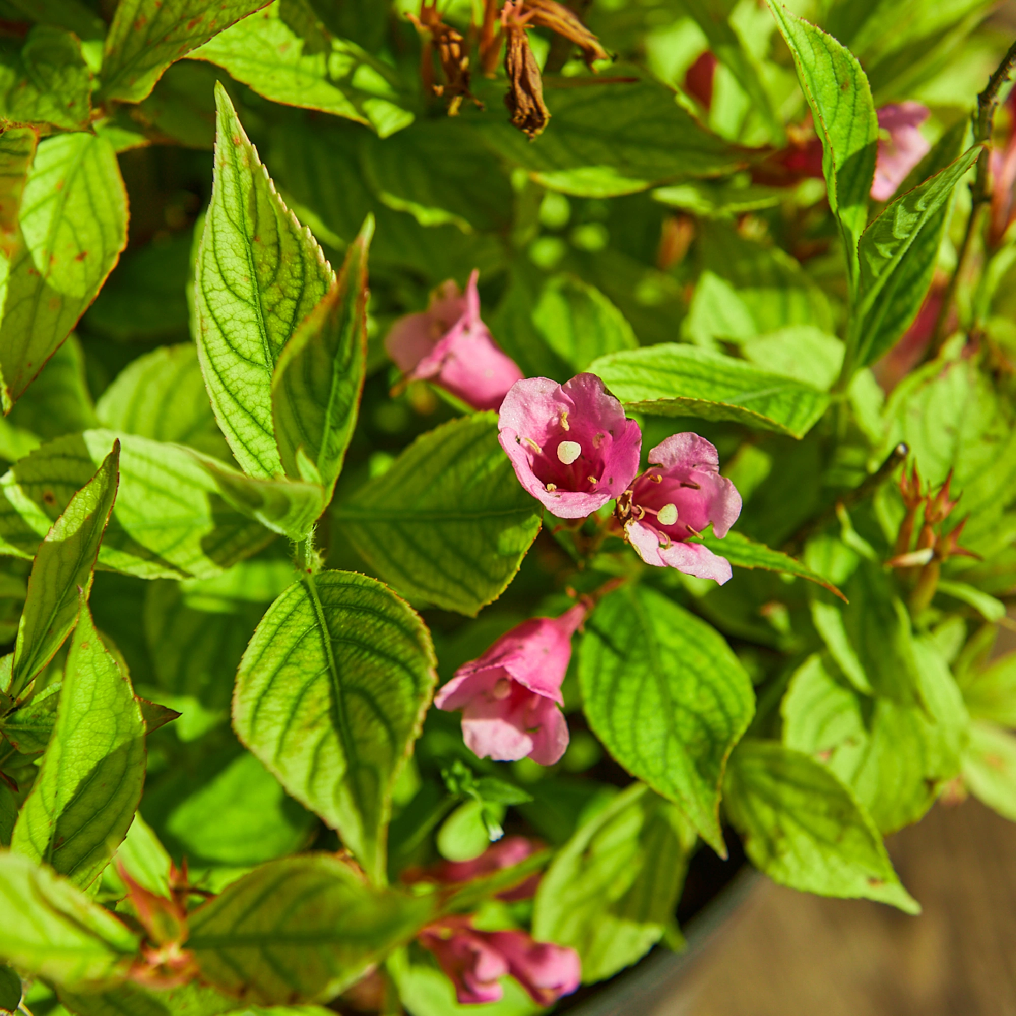 Вейгела цветущая 'Minuet', H20-40