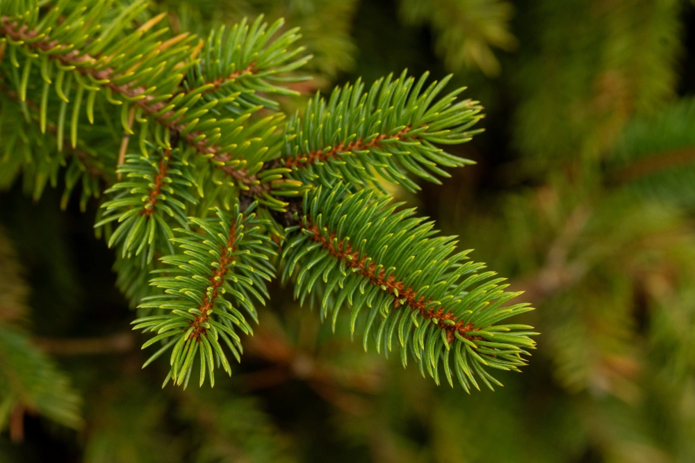 Ель колючая, H175-200