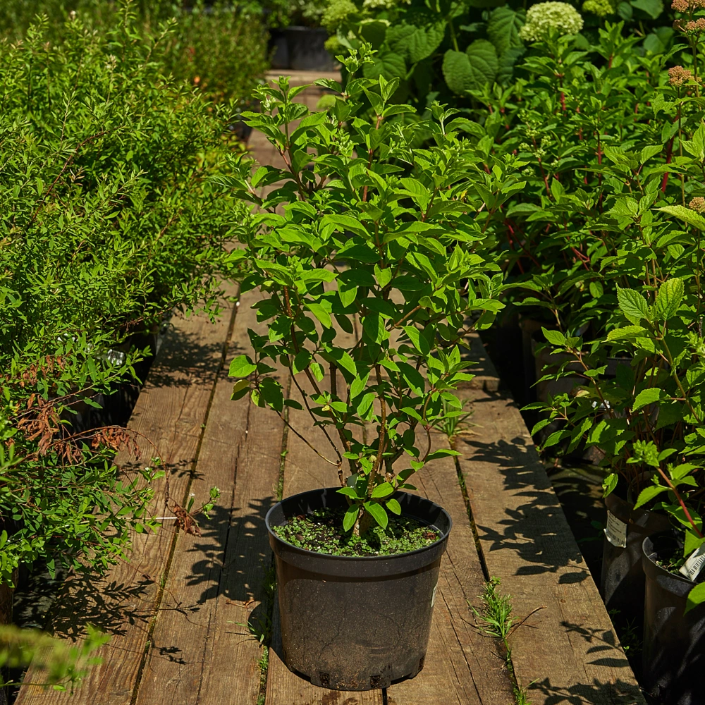 Гортензия метельчатая 'Summer Snow', H40-60