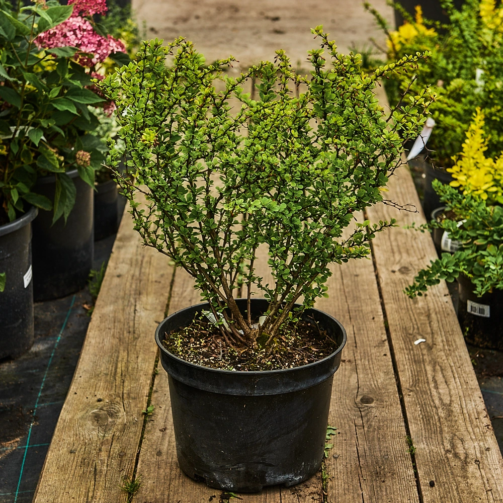 Барбарис тунберга, H40-60