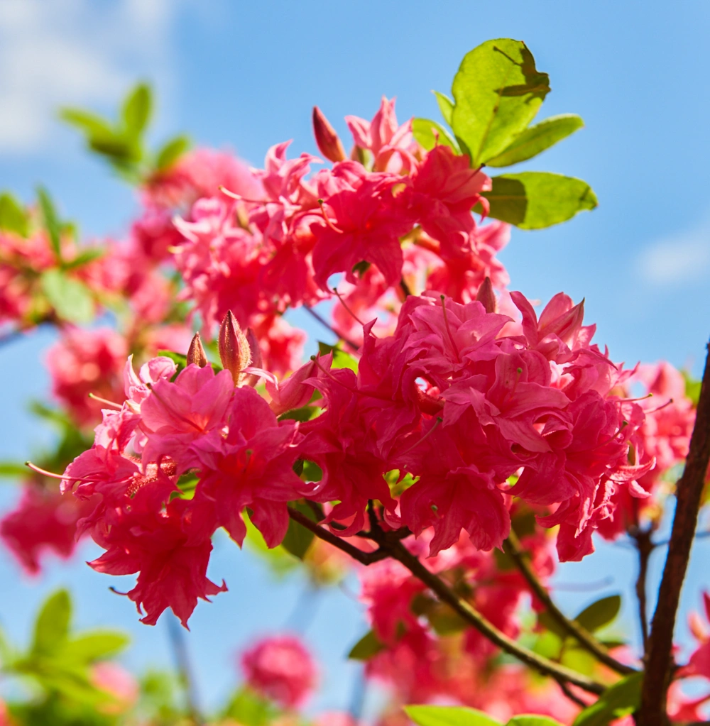 Азалия гибридная 'Homebush' (карминно-розов.махр), H125-150х100-125