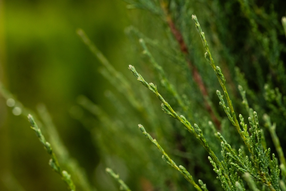 Можжевельник скальный 'Skyrocket', H200-225