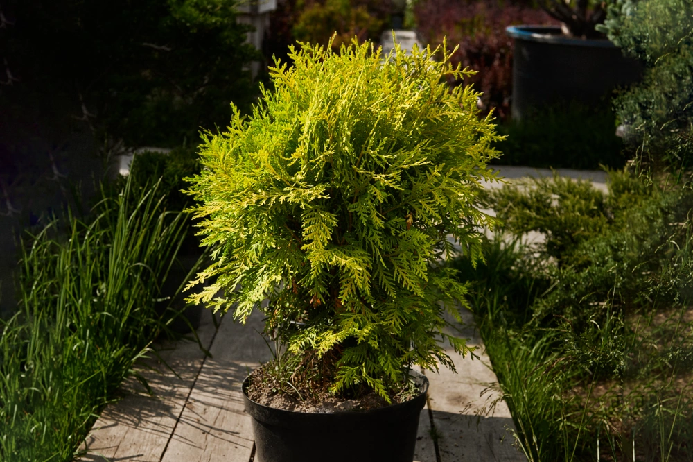 Туя западная 'Danica Aurea', H40-60