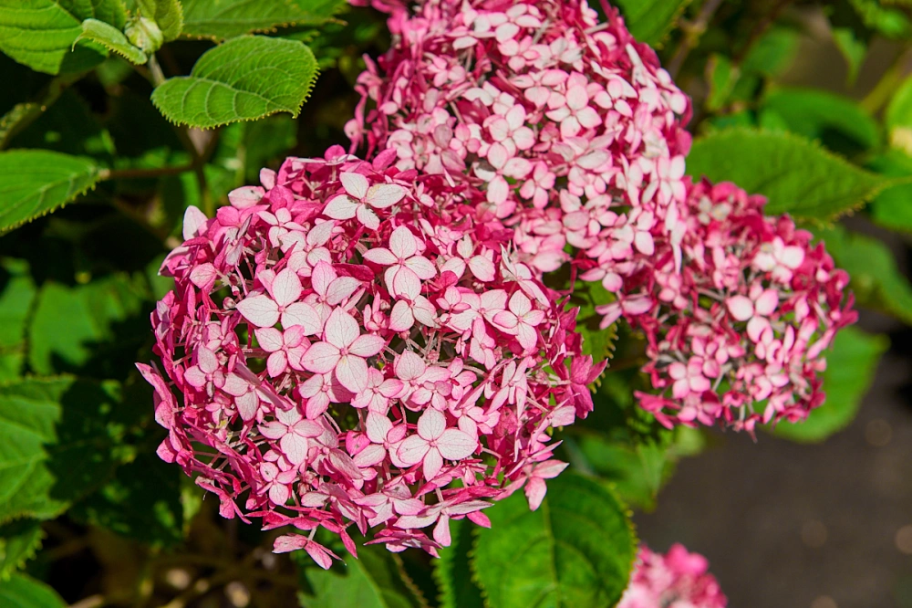 Гортензия древовидная 'Ruby Annabelle', H40-60