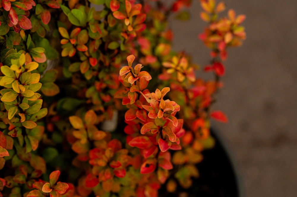 Барбарис тунберга 'Golden Rocket', H40-60