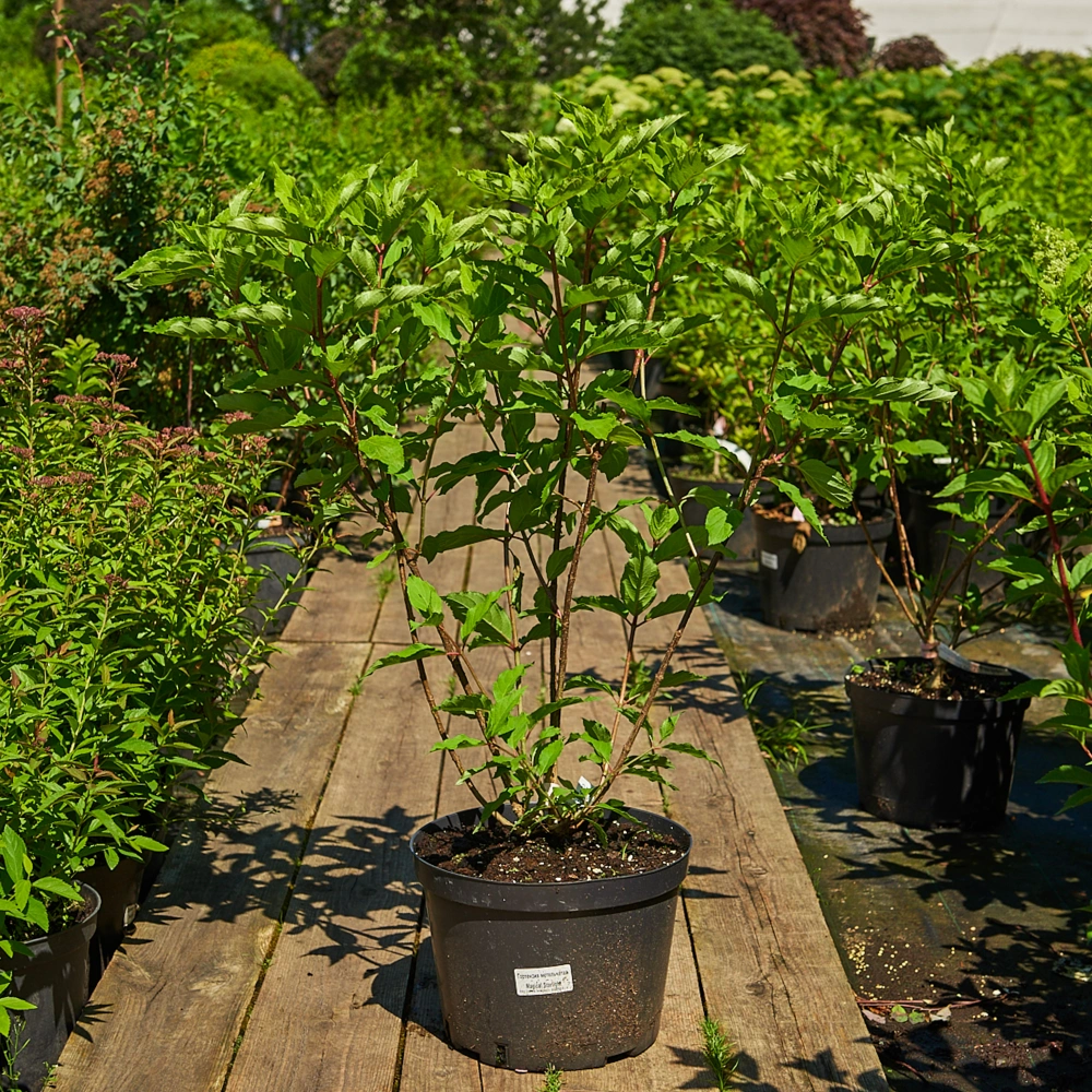 Гортензия метельчатая 'Magical Starlight', H40-60