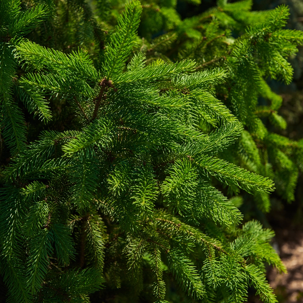 Ель обыкновенная 'Columnaris', H200-225