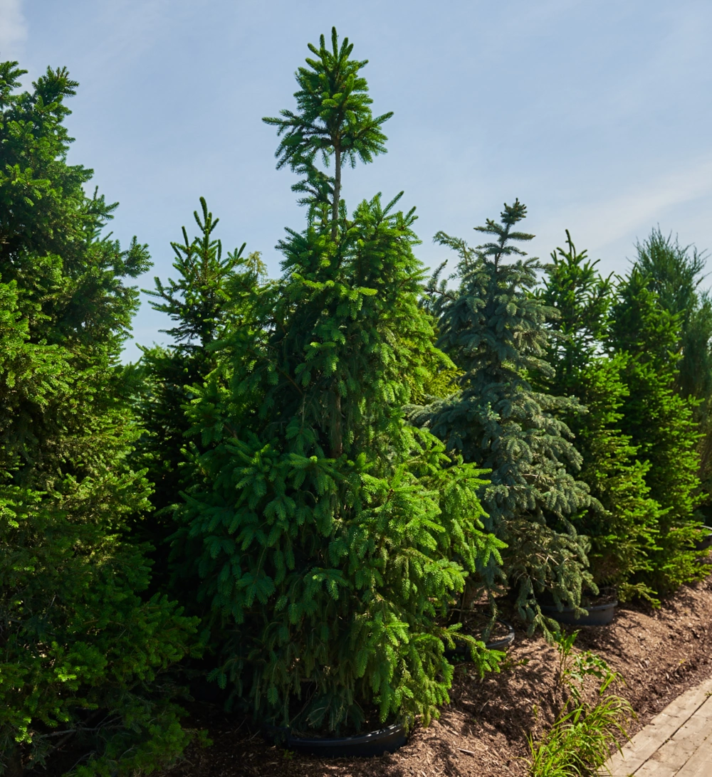 Ель обыкновенная 'Columnaris', H200-225