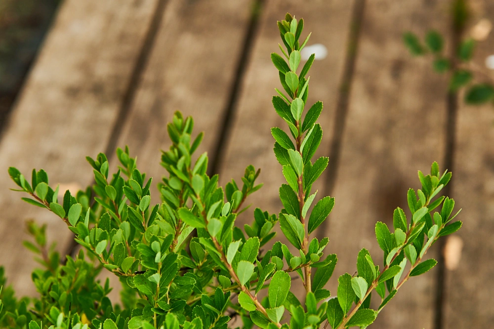 Спирея ниппонская 'Snowmound', H20-40