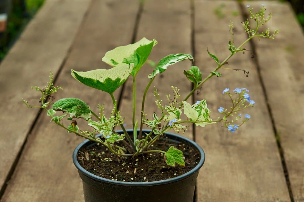 Бруннера крупнолистная 'Variegata',