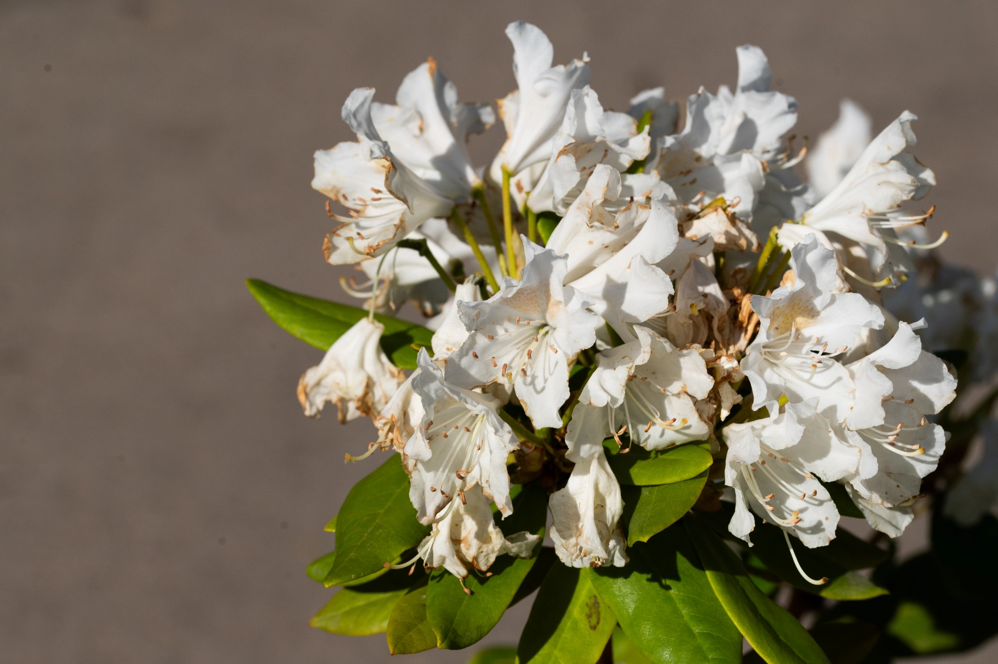 Рододендрон гибридный 'Cunningham's White', H60-80