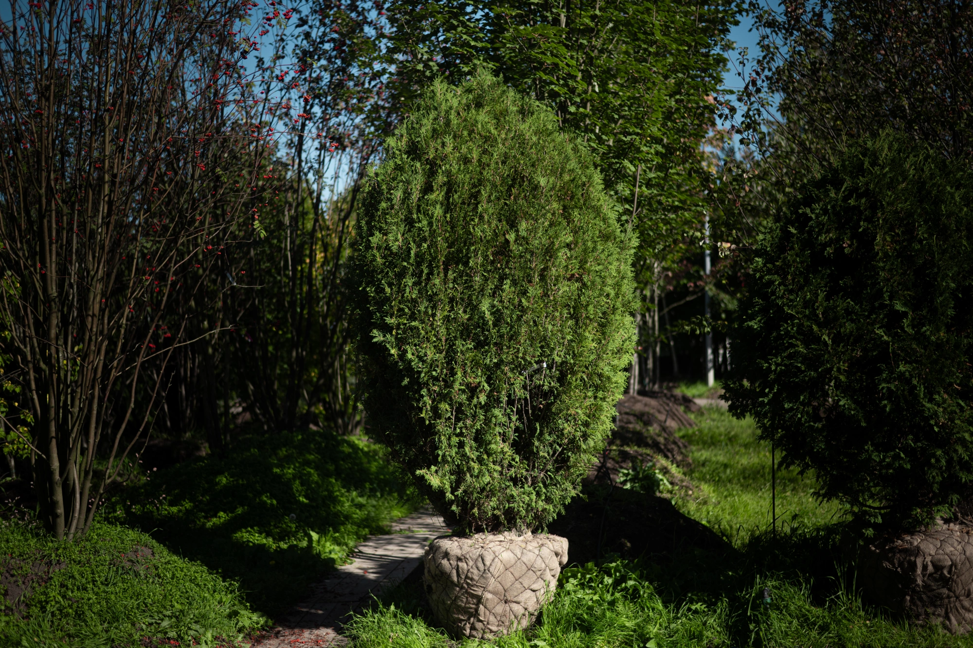 Туя западная 'Wagneri', H250-275