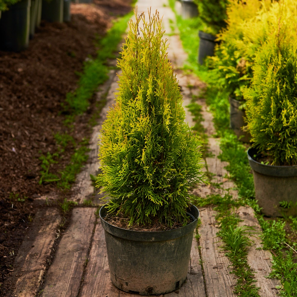 Туя западная 'Golden Smaragd', Н20-40