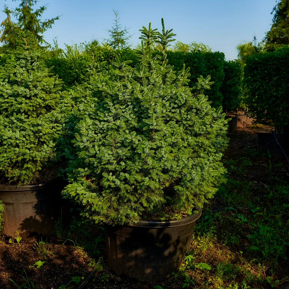 Ель сербская 'Nana', H100-125